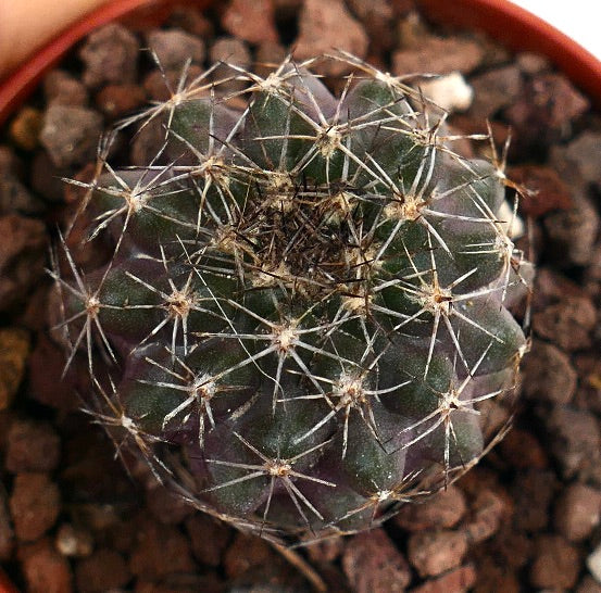 Copiapoa dura X cinerea VER14