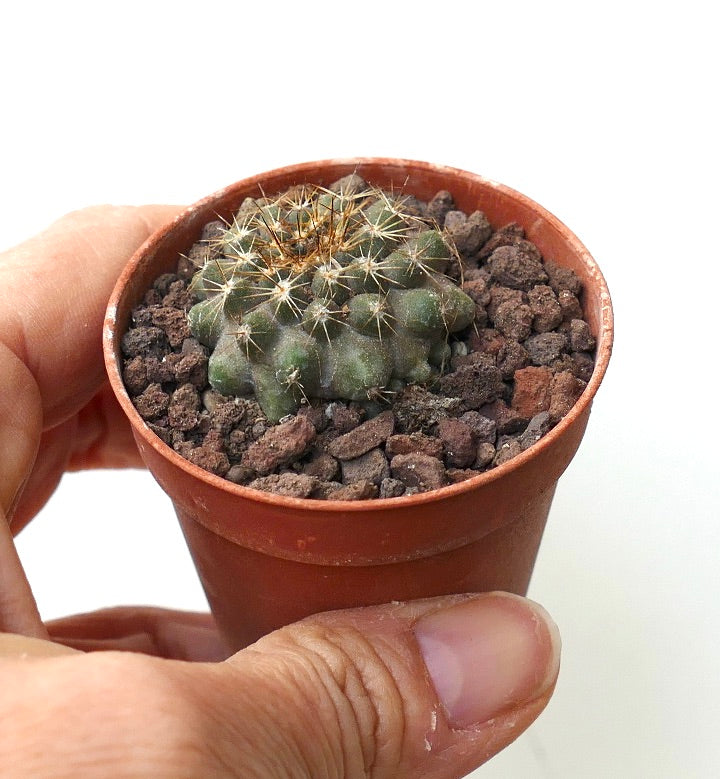 Copiapoa serpentisulcata AZ4