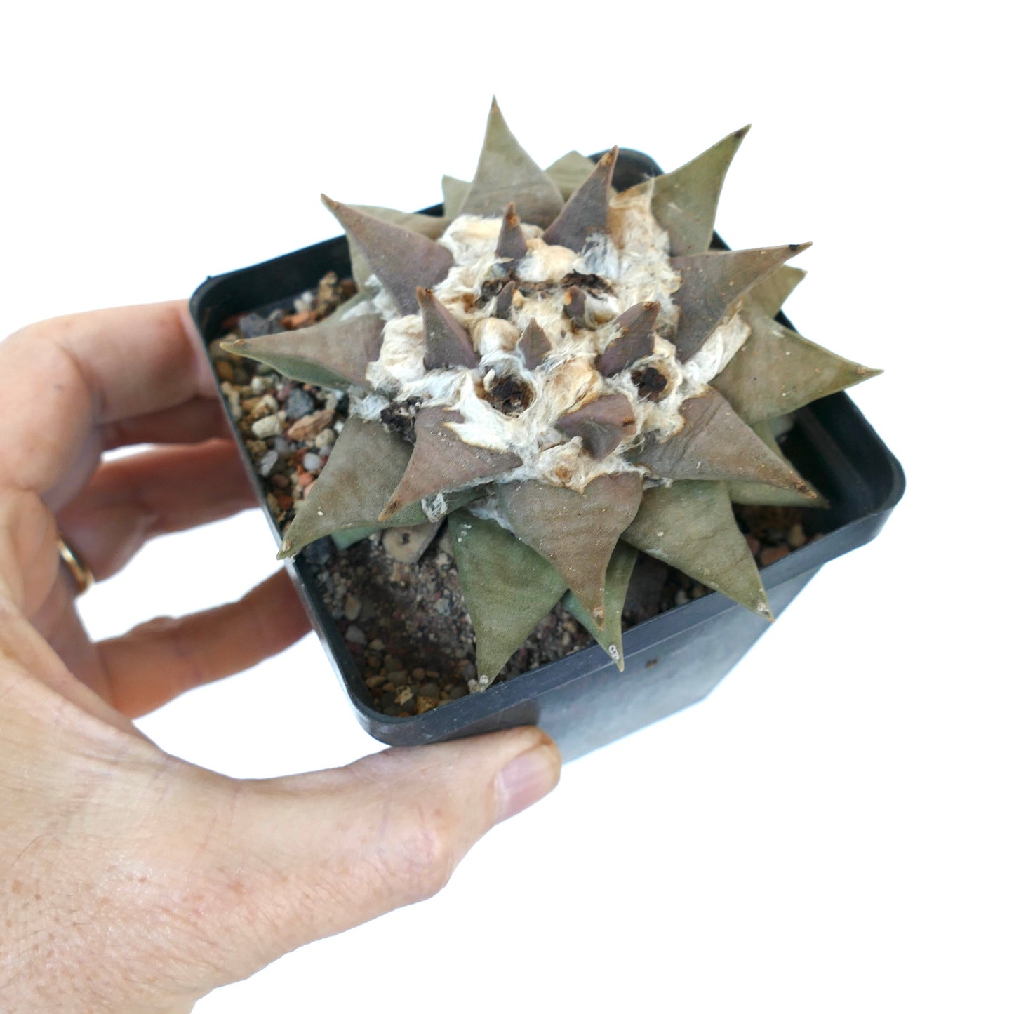 Ariocarpus retusus LL32