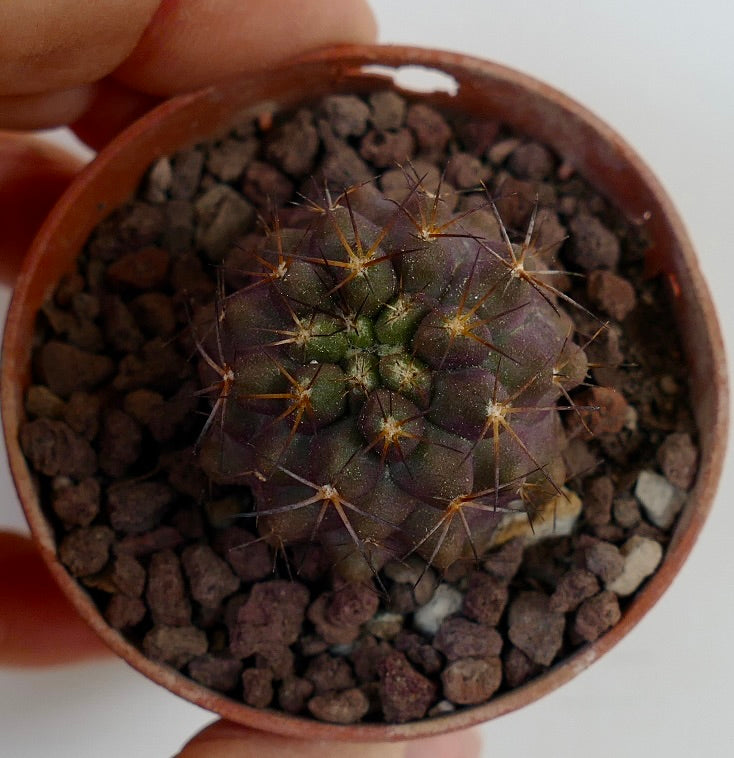 Copiapoa cinerea X haseltoniana ND8