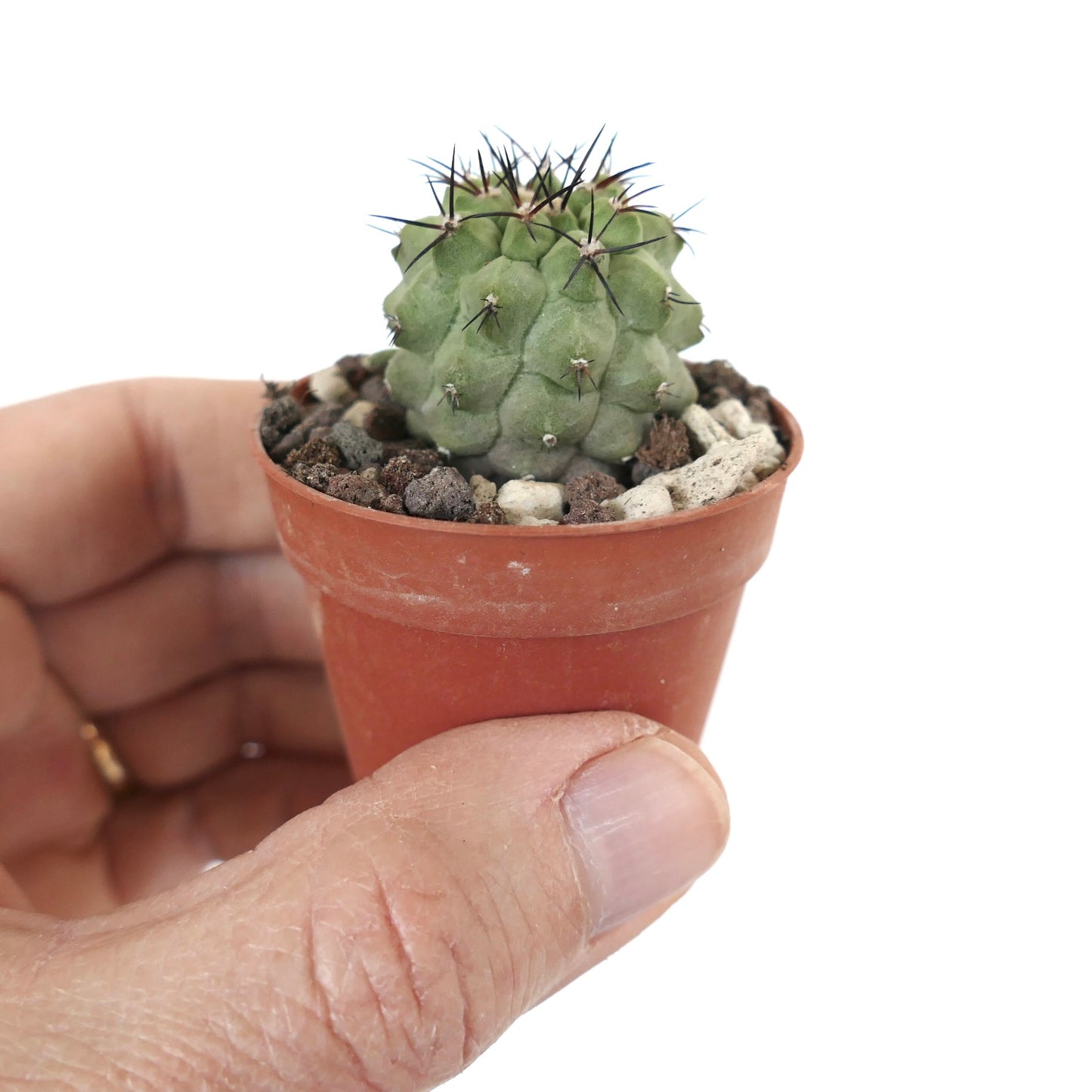 Copiapoa cinerea KIKKO GREEN 273