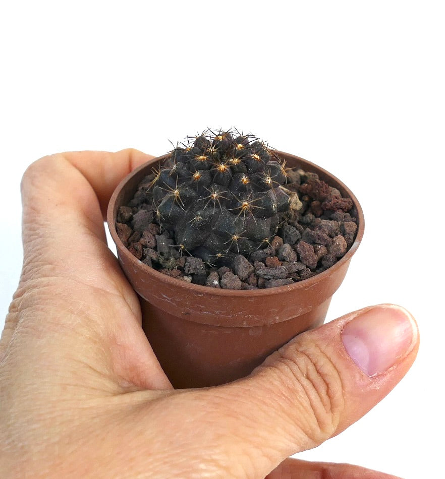 Copiapoa griseoviolacea X Copiapoa goldii 993