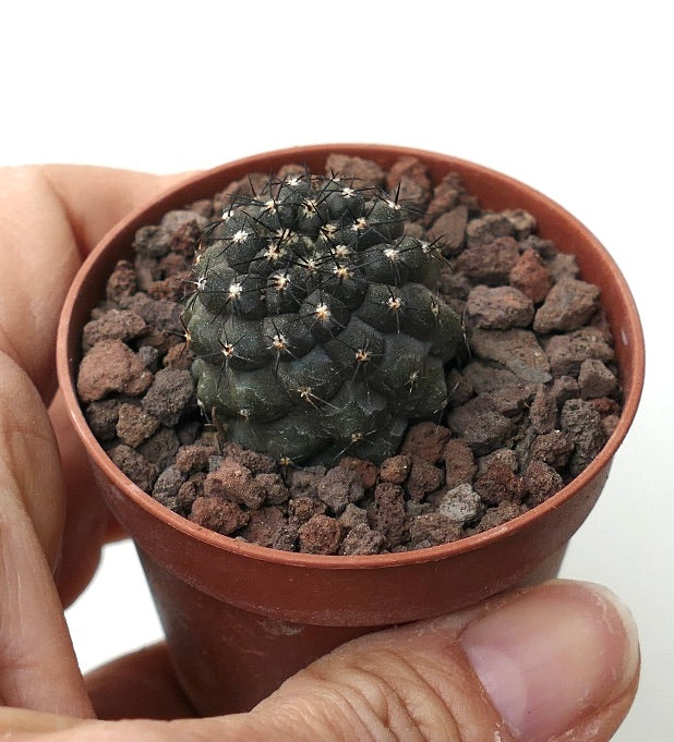 Copiapoa cinerea DARK X griseoviolacea 87A