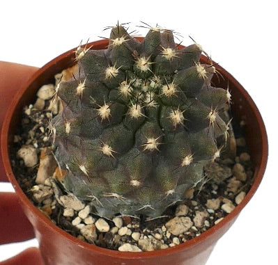 Copiapoa humilis 7Y4