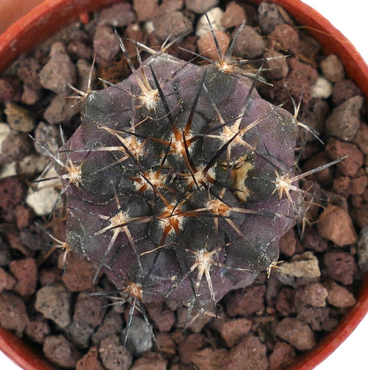 Copiapoa columna-alba X Copiapoa cinerea QX3