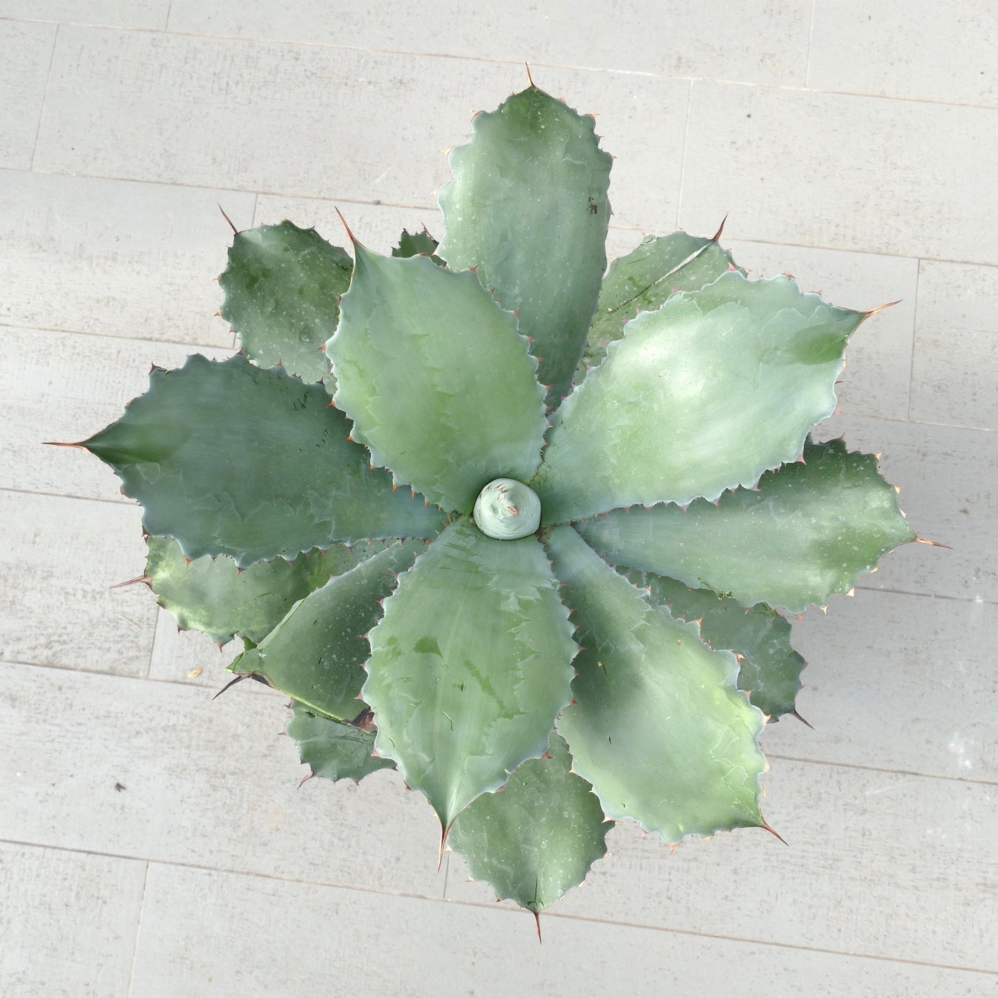 Agave ovatifolia x bovicornuta GREY (Mr. Corsi HYBRID) 4