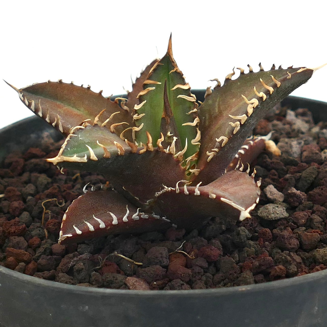 Agave titanota cv RED CATWEAZLE 4-8 cm