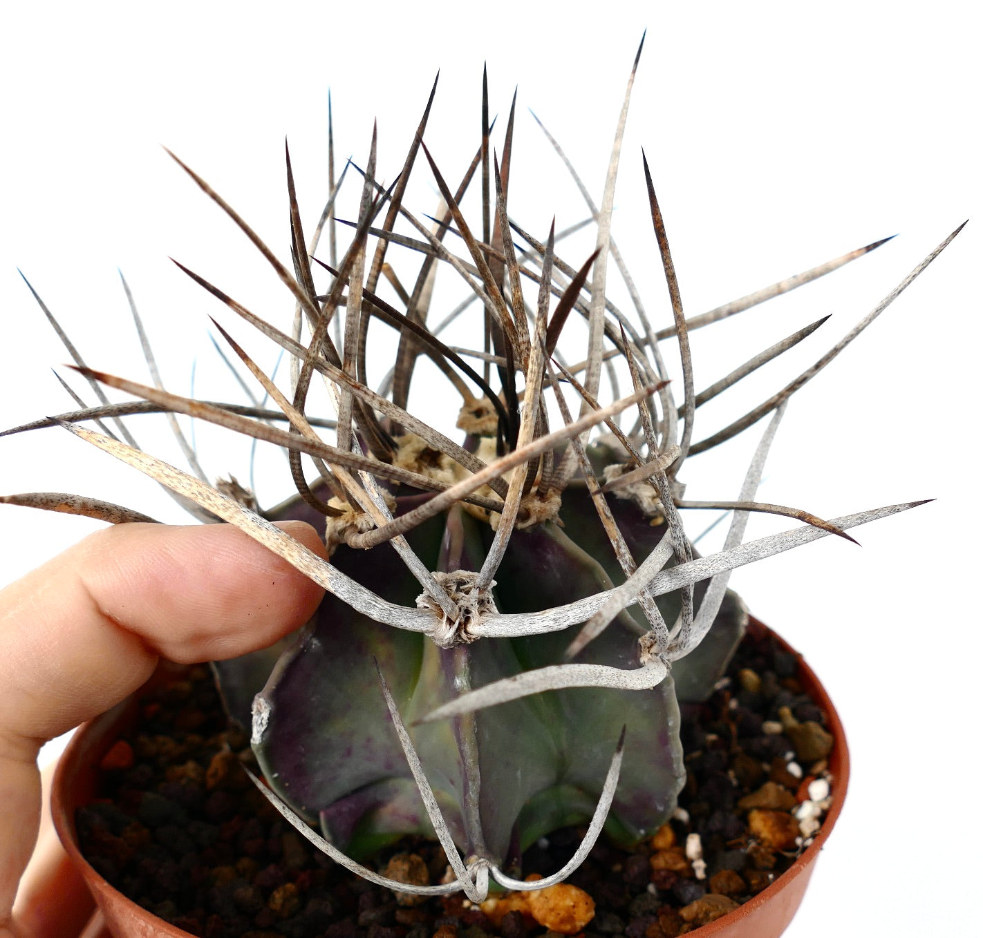 Astrophytum capricorne cv BUFFALO (syn. Taiho-gyoku) 75N