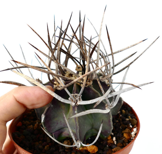 Astrophytum capricorne cv BUFFALO (syn. Taiho-gyoku) 75N