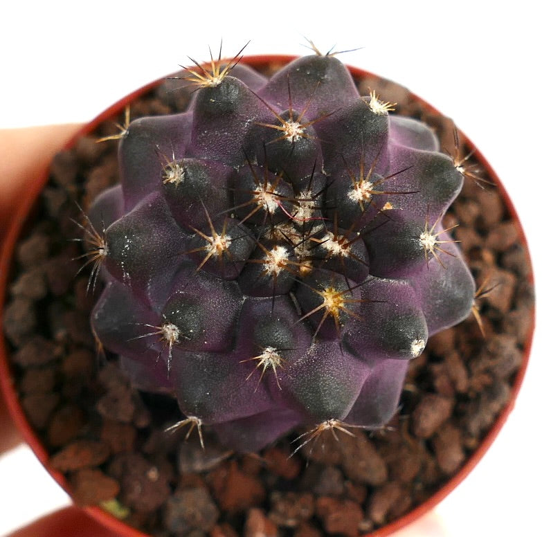 Copiapoa griseoviolacea XP3