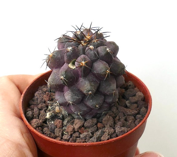 Copiapoa cinerea X griseoviolacea F9