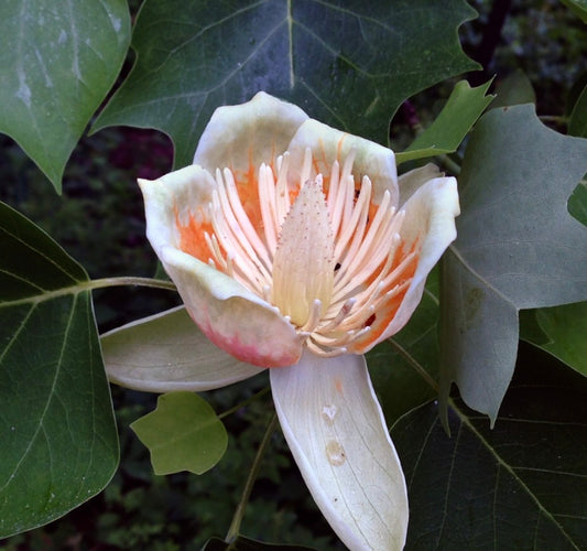 Liriodendron tulipifera