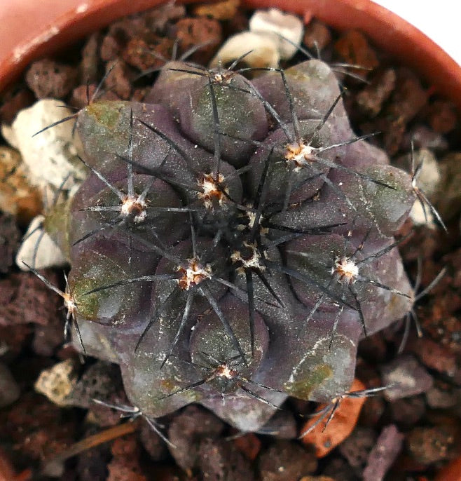 Copiapoa griseoviolacea F5L