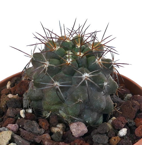 Copiapoa atacamensis MPS61