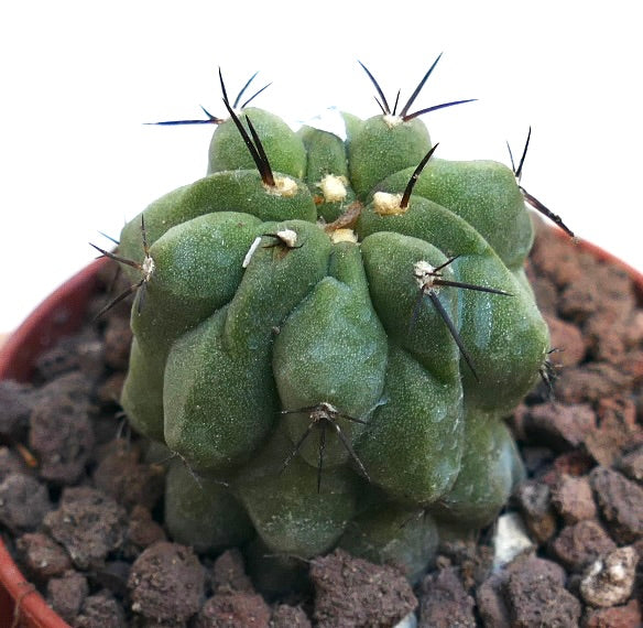 Copiapoa cinerea KIKKO GREEN X Copiapoa hypogaea RNM2