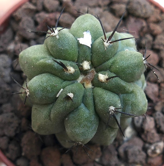 Copiapoa cinerea KIKKO GREEN X Copiapoa hypogaea RNM2