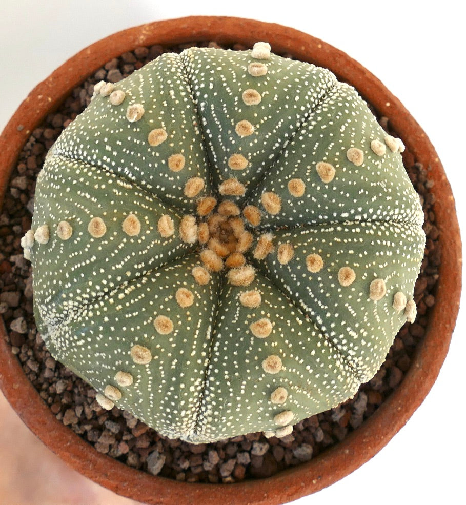 Astrophytum asterias EXTRA OLD S33