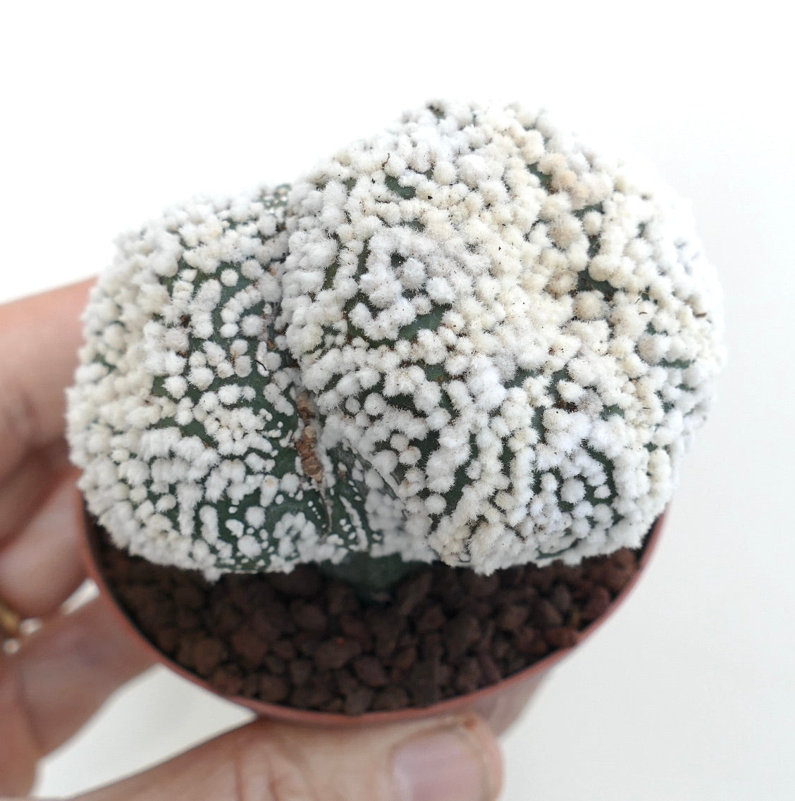 Astrophytum asterias cv HANAZONO