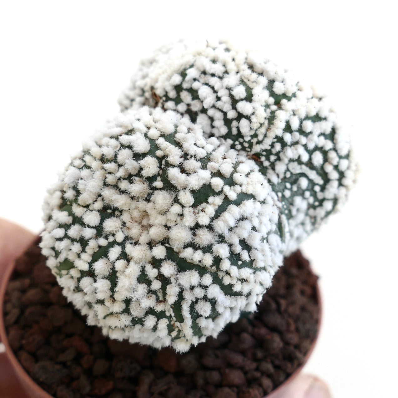 Astrophytum asterias cv HANAZONO