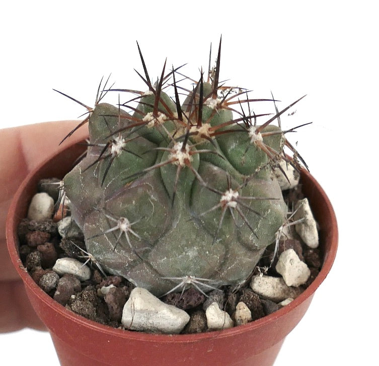 Copiapoa cinerea X Copiapoa serpentisulcata K8K