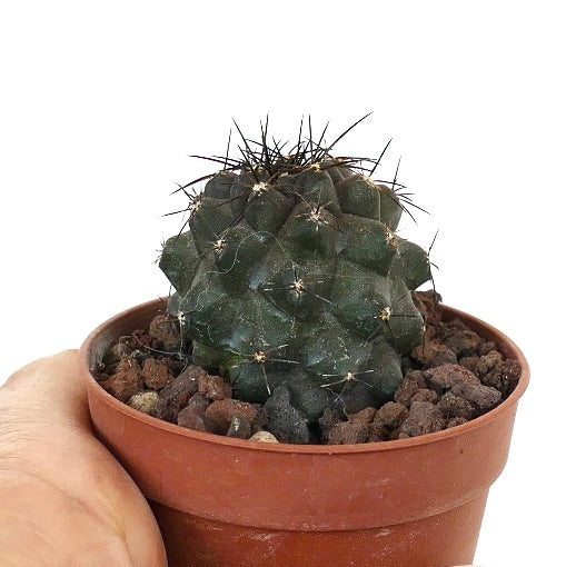 Copiapoa cinerea x atacamensis 81J