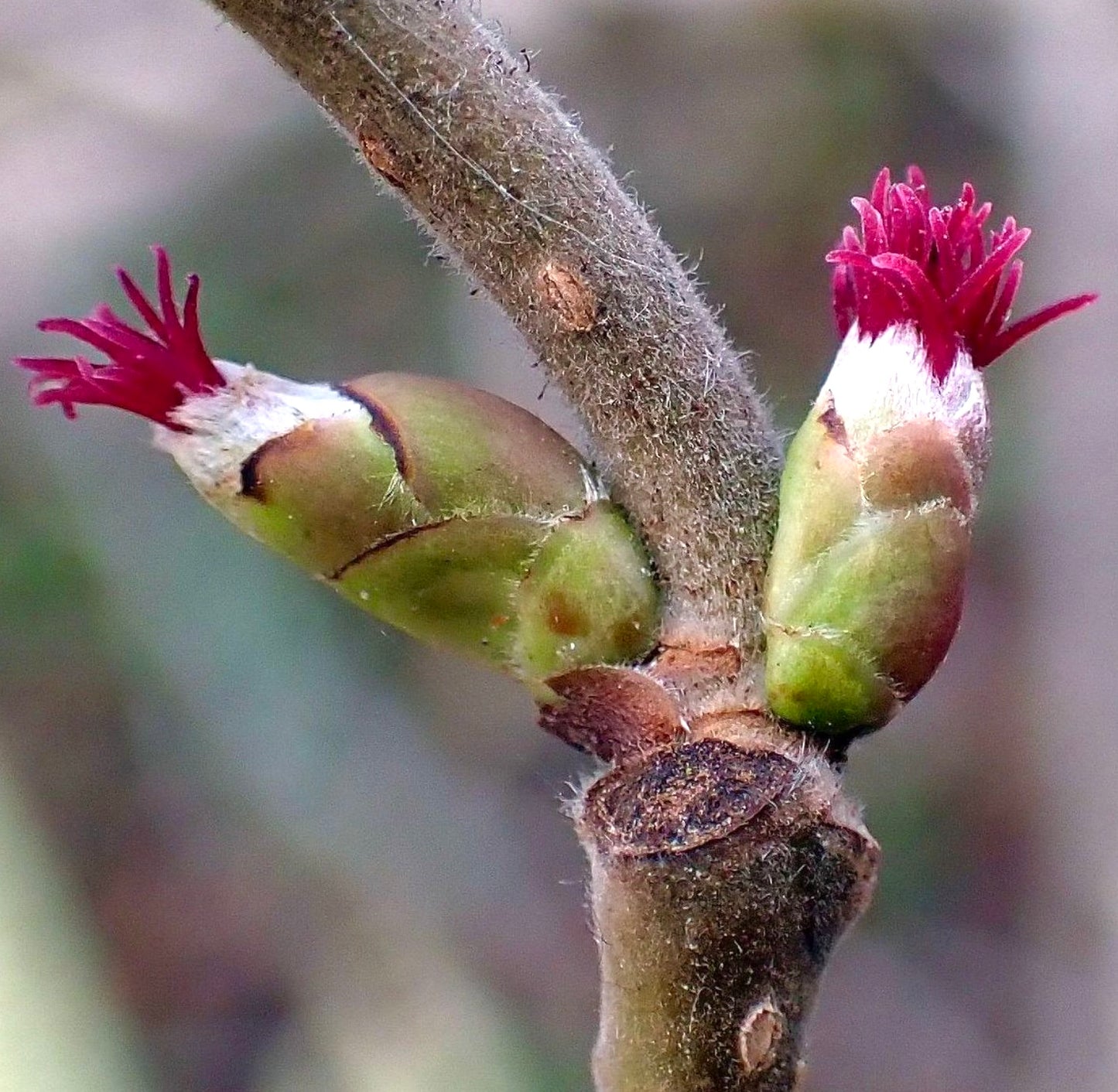 Corylus avellana