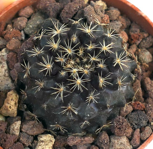 Copiapoa tenuissima ANTOFAGASTA MPF16