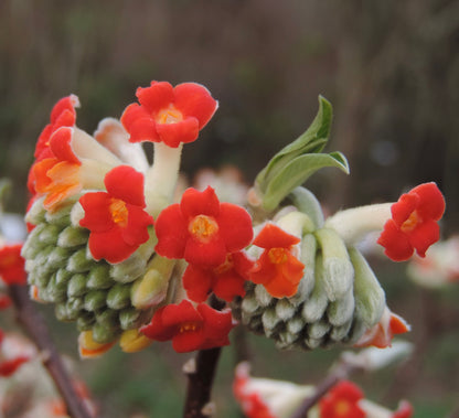 Edgeworthia chrysantha cv. "Red Dragon" 40-70cm