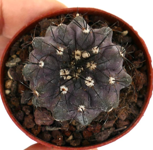 Copiapoa cinerea X griseoviolacea AQ7