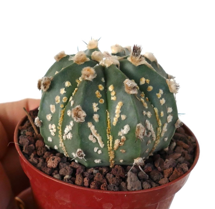 Astrophytum asterias OIBBO x SUPERKABUTO GOLDEN C274