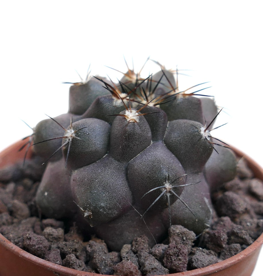 Copiapoa cinerea X griseoviolacea SAB76