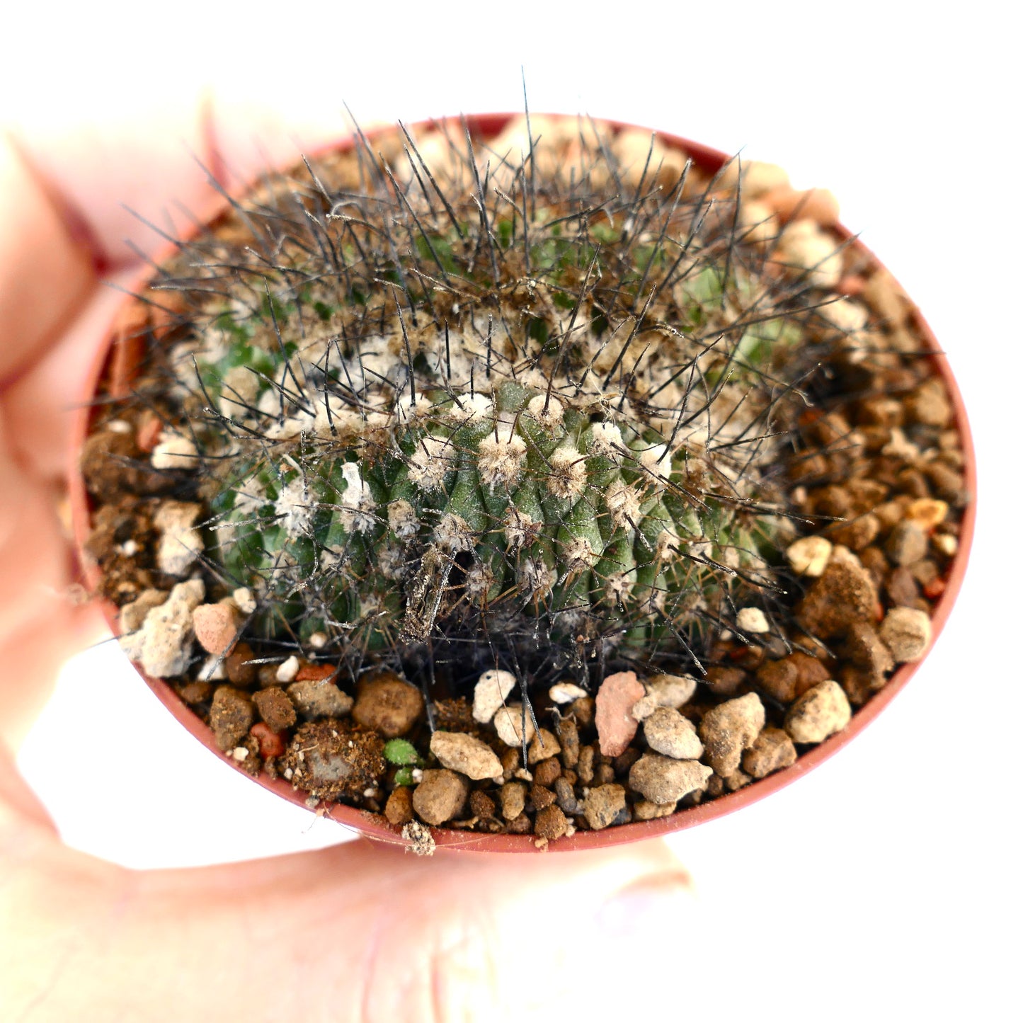 Copiapoa humilis CRESTED 13551