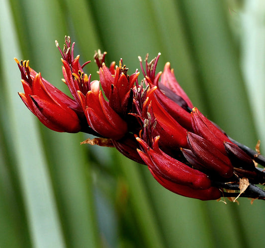 Phormium tenax 90-150cm