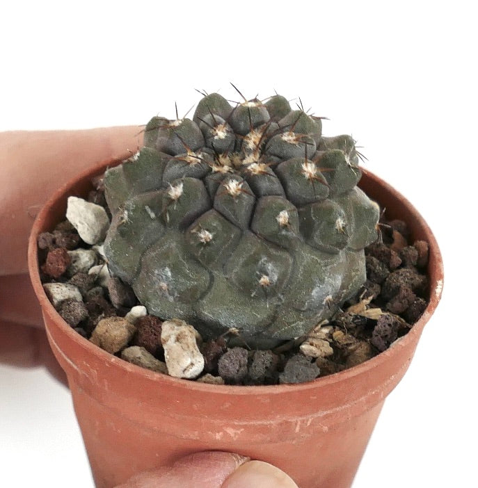 Copiapoa serpentisulcata X Copiapoa columna-alba 35N