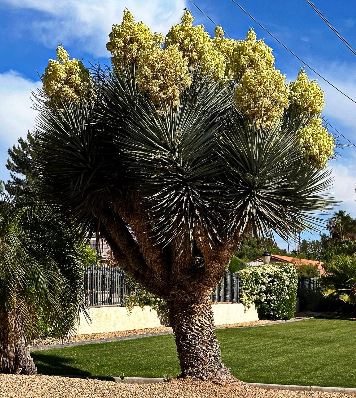 Yucca rigida 10-20cm