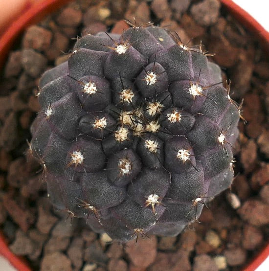 Copiapoa cinerea X griseoviolacea VEN4