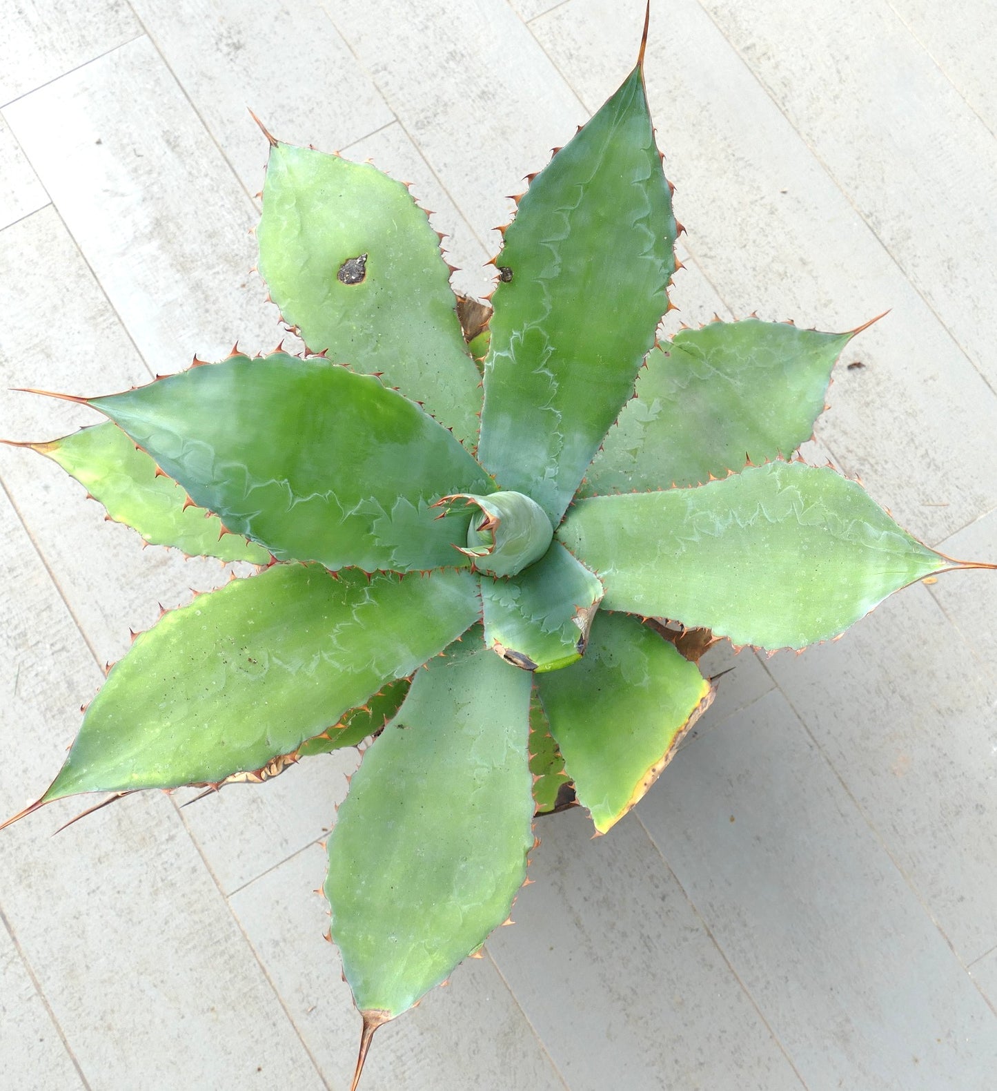 Agave asperrima subsp. potosiensis X Agave ovatifolia (Mr. Corsi HYBRID)