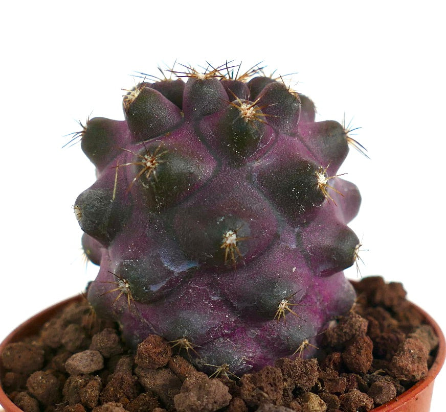 Copiapoa griseoviolacea XP3