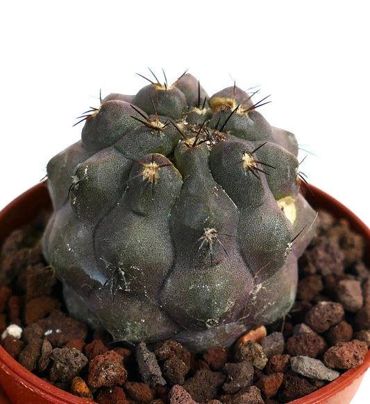 Copiapoa cinerea X griseoviolacea M739