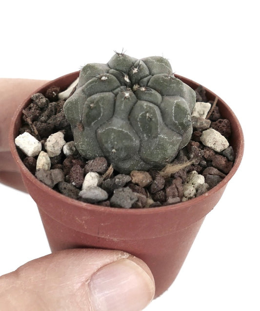 Copiapoa cinerea var. nudum X Copiapoa hypogaea PES3