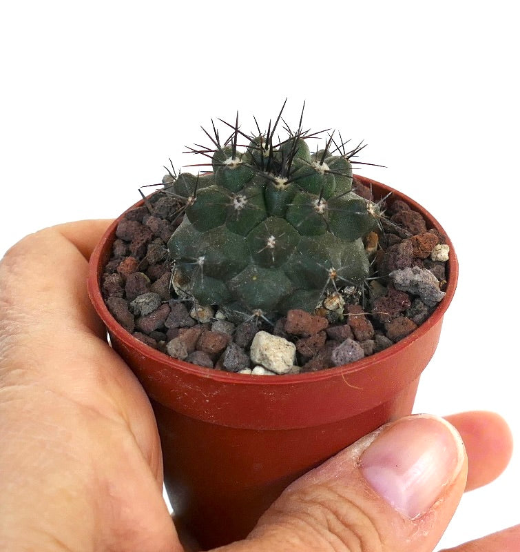 Copiapoa cinerea x atacamensis AV1