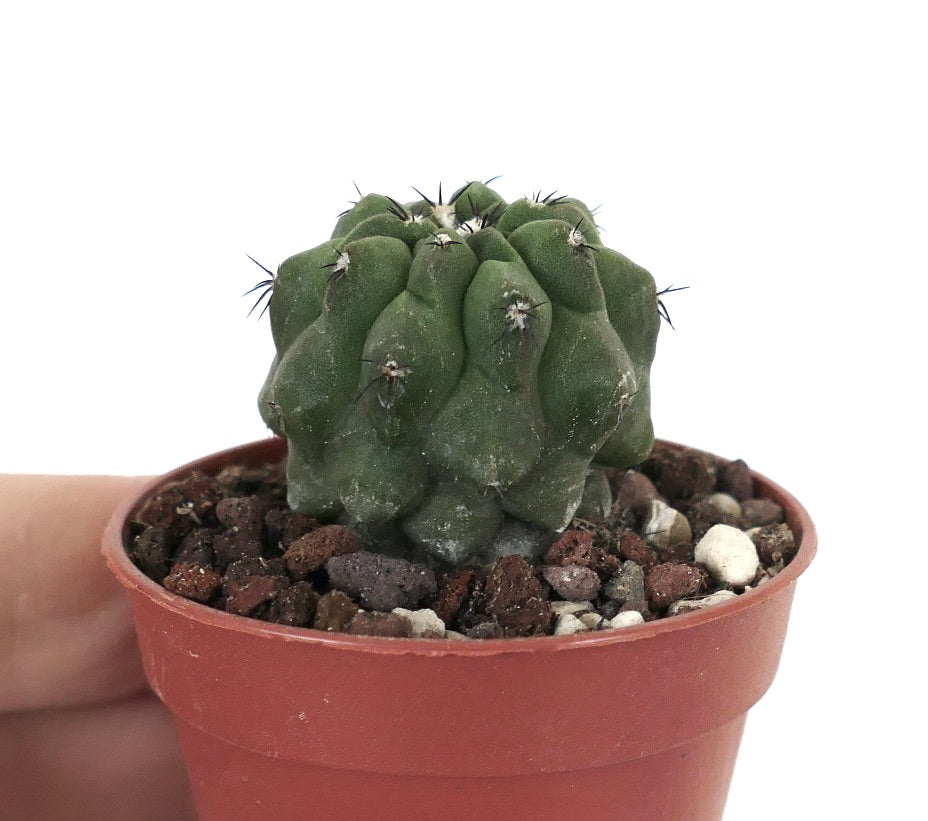 Copiapoa cinerea GREEN X hypogaea 60/2017