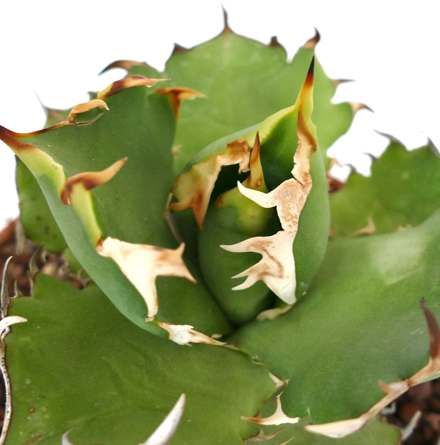 Agave titanota cv SHARK SHOUI compact 441