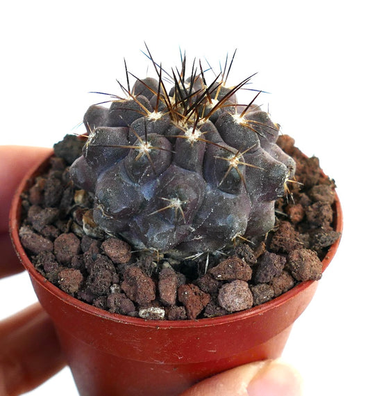 Copiapoa griseoviolacea X atacamensis 2K10