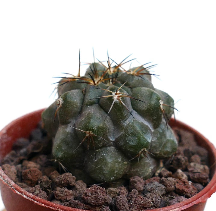 Copiapoa cinerea X Copiapoa serpentisulcata RNM1