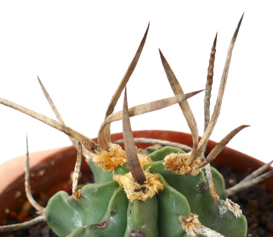 Astrophytum capricorne cv BUFFALO (syn. Taiho-gyoku) 15HD