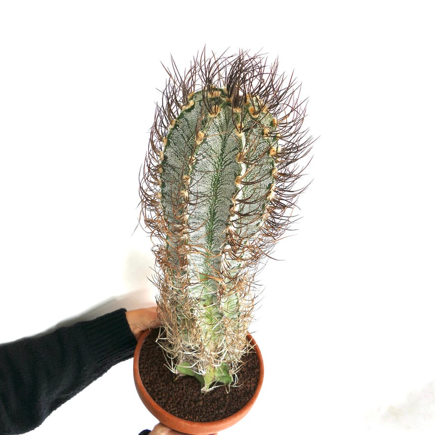 Astrophytum capricorne (Mina, Nuevo León) OPUT7