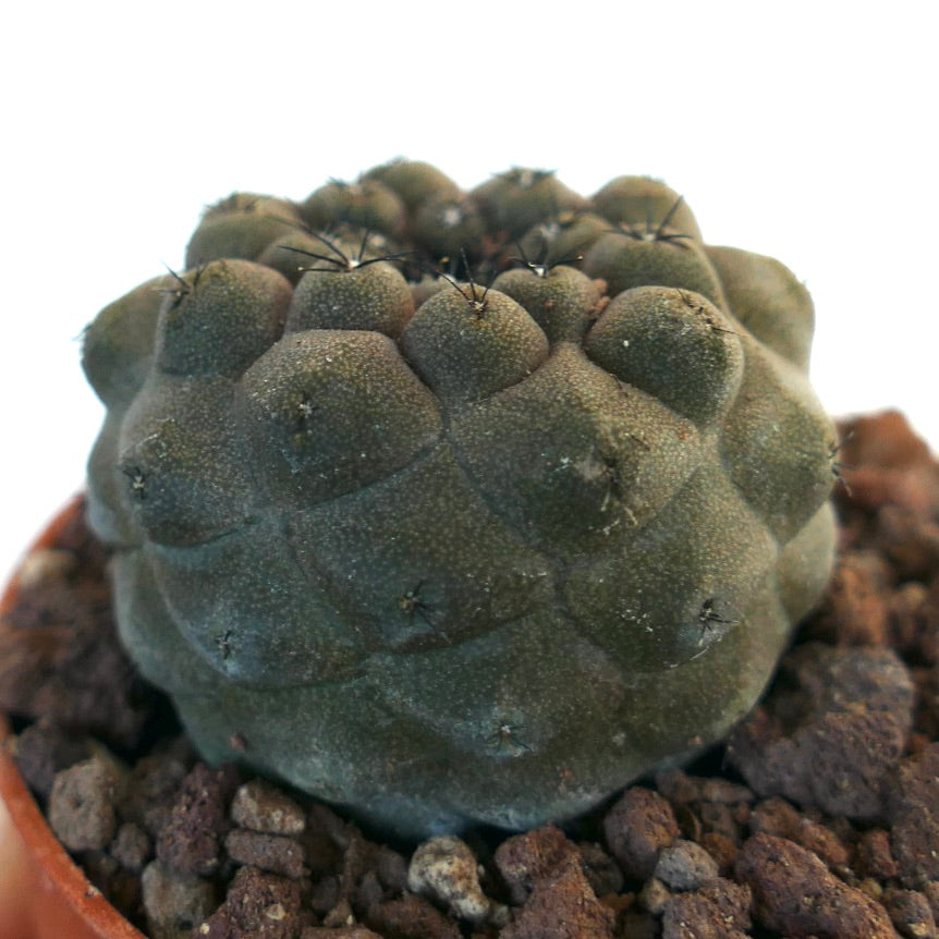 Copiapoa hypogaea 2QK24