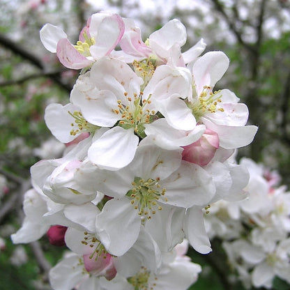 Malus hupehensis 30-70cm