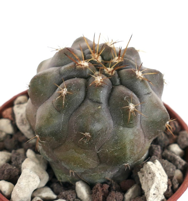 Copiapoa cinerea X Copiapoa columna-alba 531